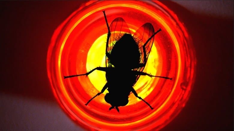 Cena de A Mosca